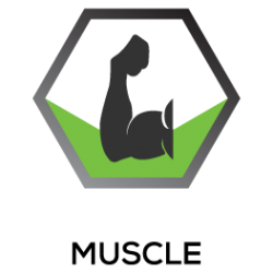 3-Muscle-Icon